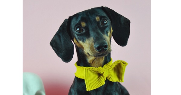 Tutorial: No-sew bow tie for your favorite pet