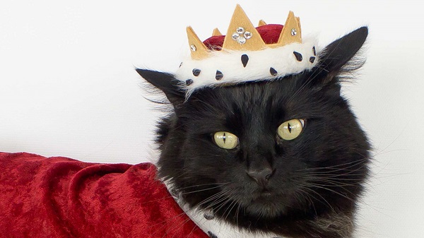 Tutorial: A royal crown and robe for your pet