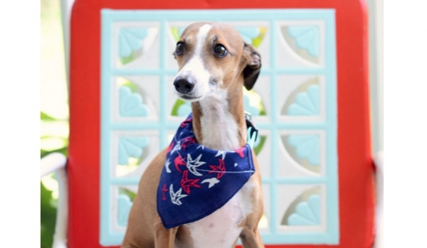 Tutorial: Easy DIY dog bandana