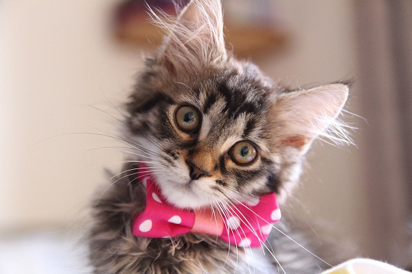 Tutorial: No-sew bow tie for a kitty