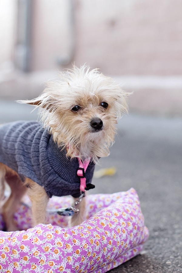 Tutorial and pattern: Upcycled dog sweater